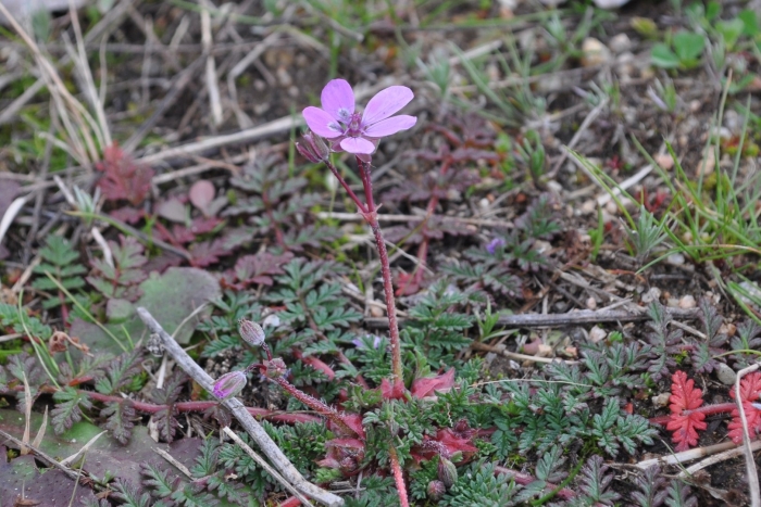 Erodium cicutarium