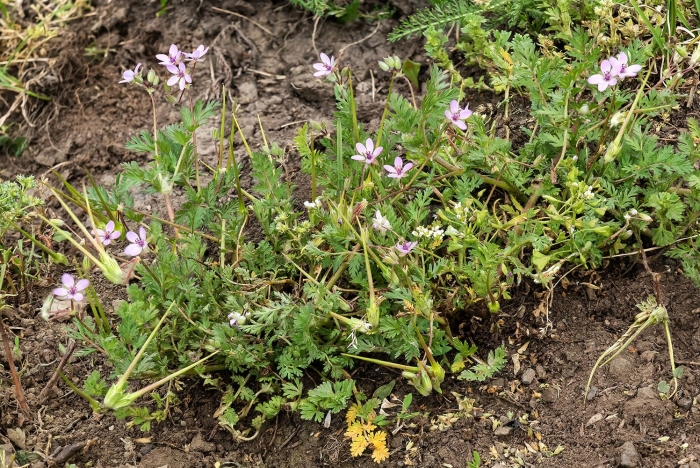 Аистник обыкновенный