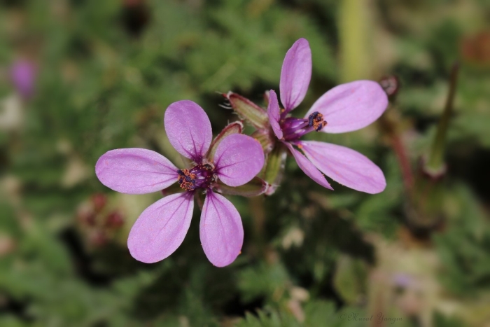 Erodium subintegrifolium