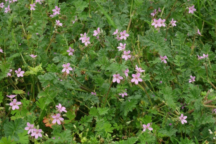 Аистник обыкновенный