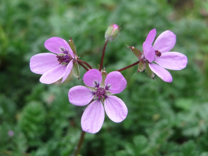 Erodium cicutarium