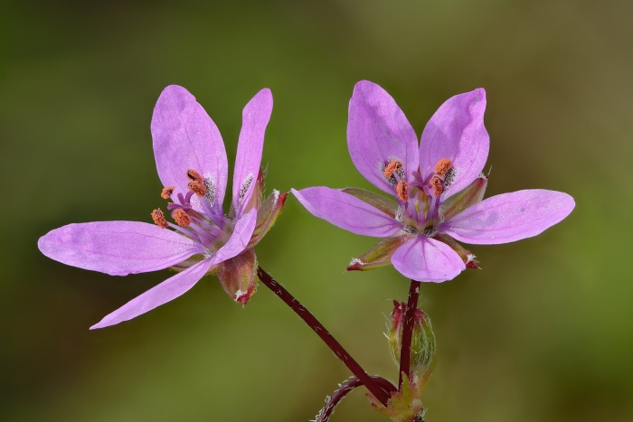 Erodium cicutarium