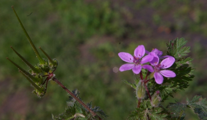 Аистник обыкновенный