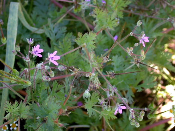 Erodium cicutarium