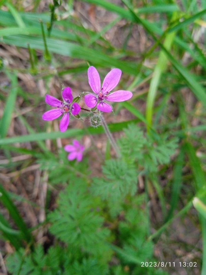Аистник обыкновенный