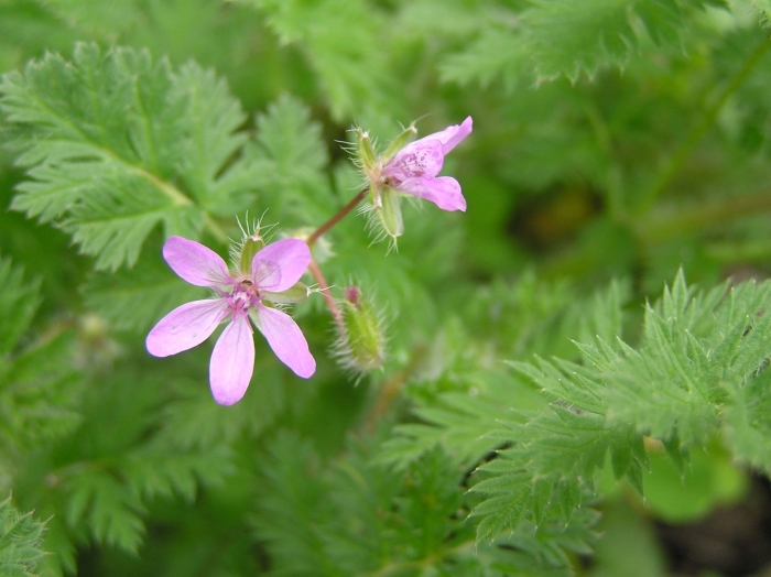 Аистник обыкновенный
