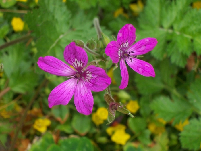 Герань лесная geranium sylvaticum