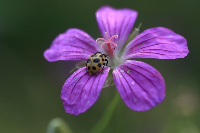 Герань лесная