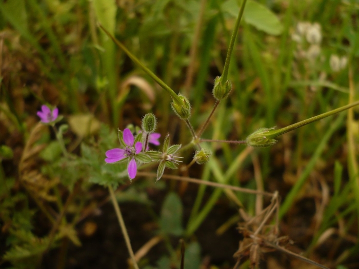 Аистник обыкновенный
