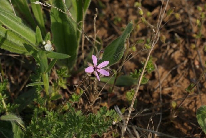 Аистник обыкновенный