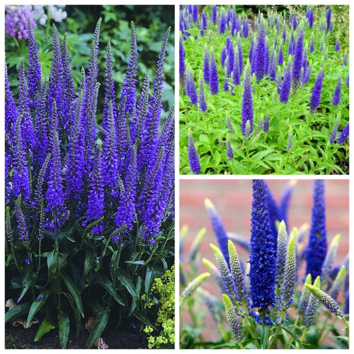 Вероника колосковая блю индиго