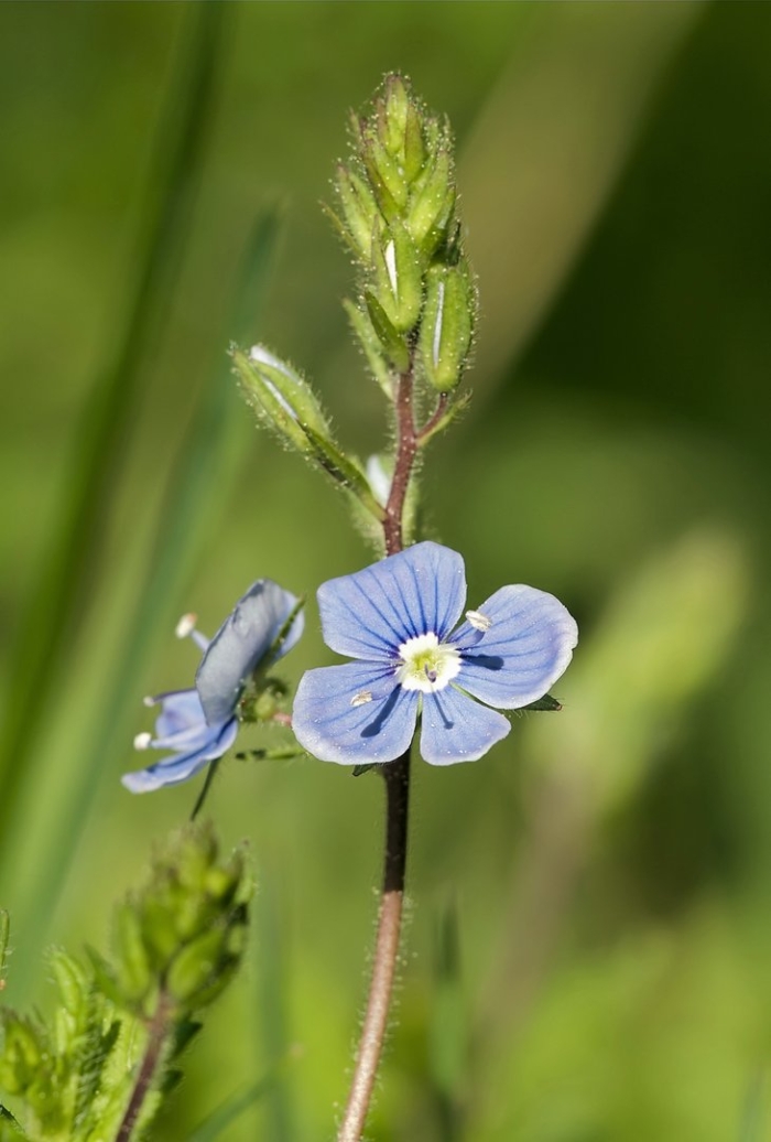 Veronica chamaedrys