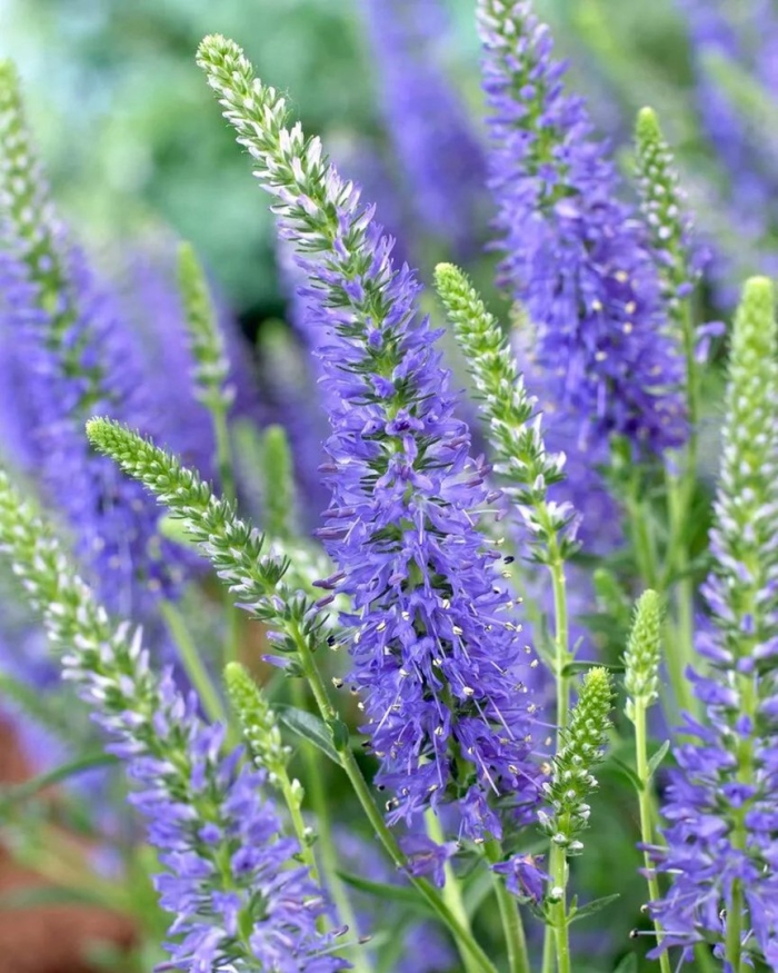 Вероника колосковая baby blue