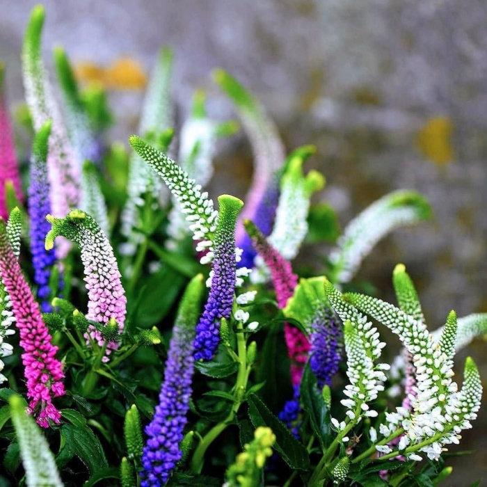 Вереск вероника цветы