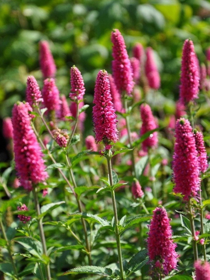 Вероника колосковая ферст лав