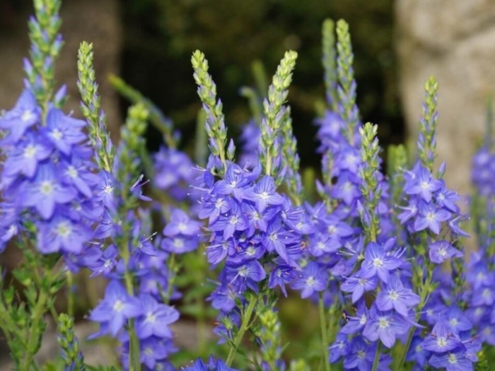 Вероника широколистная дубровник