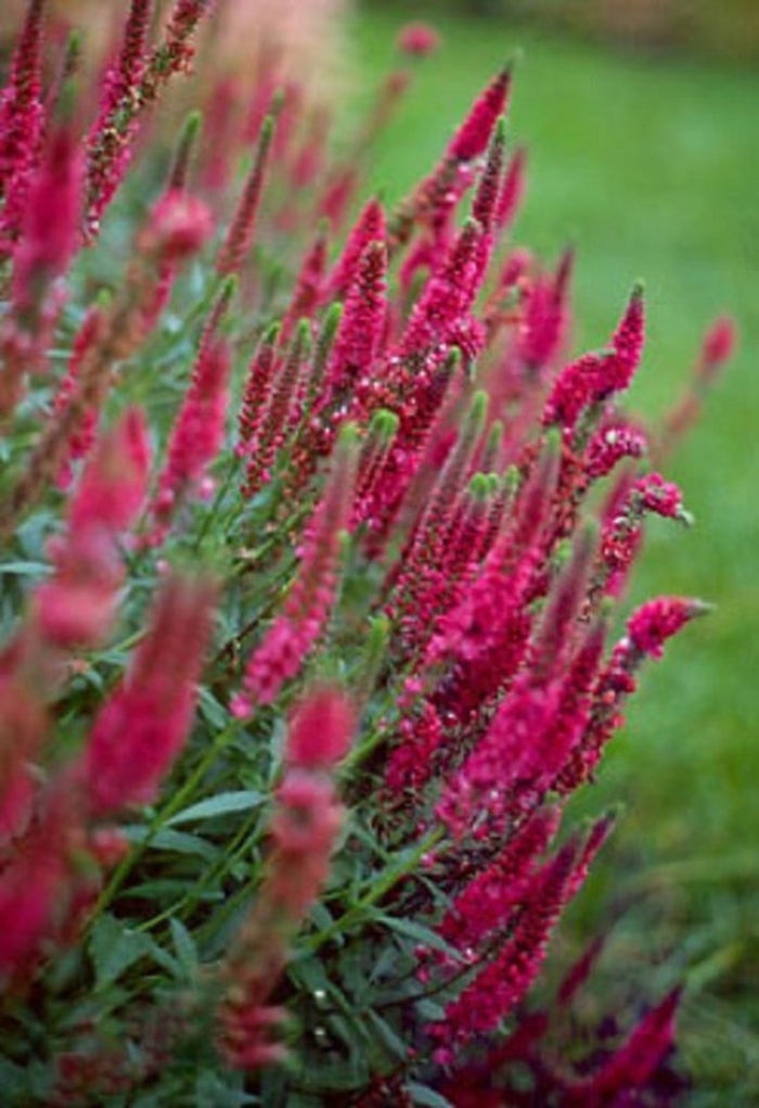 Вероника колосковая ред фокс