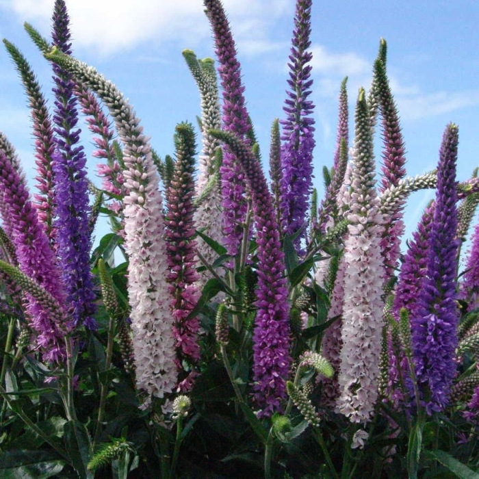 Многолетники вероника длиннолистная