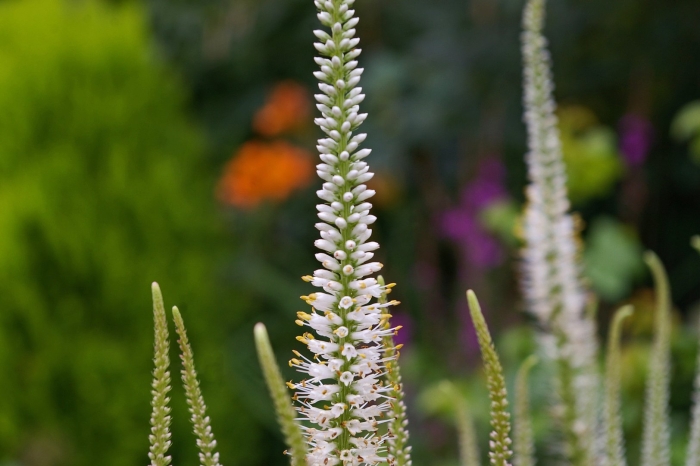 Вероника длиннолистная шнееризин