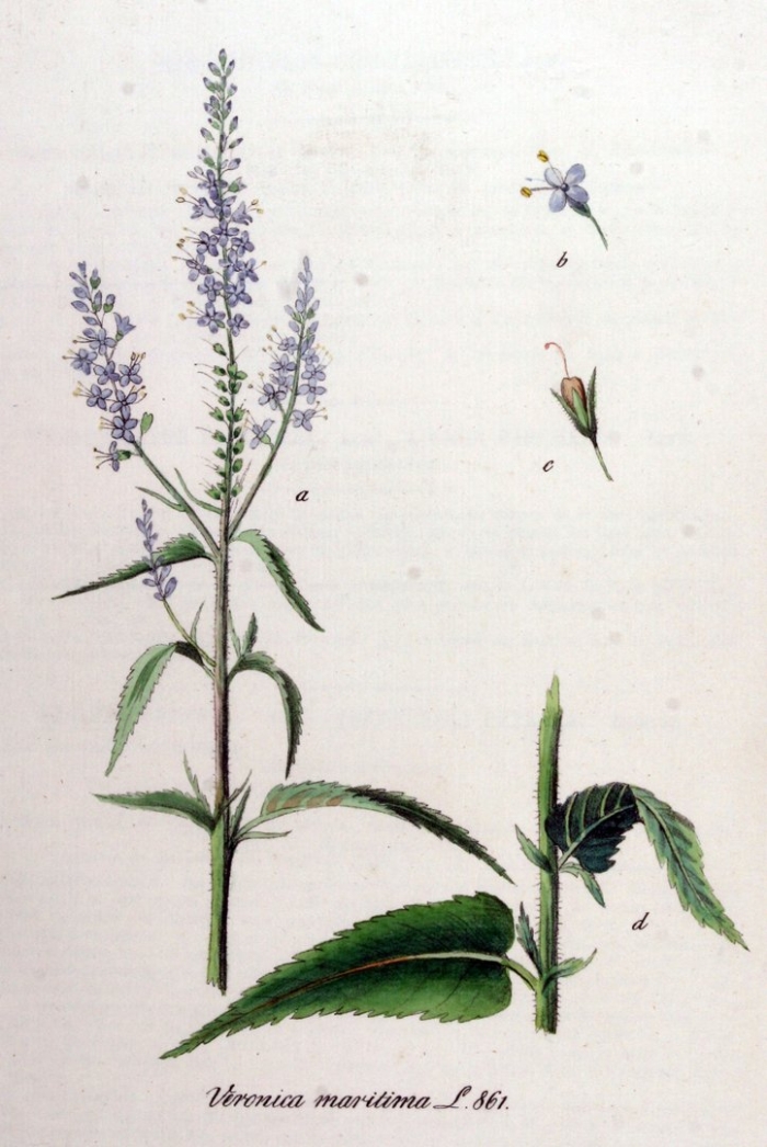 Вероника лекарственная veronica officinalis