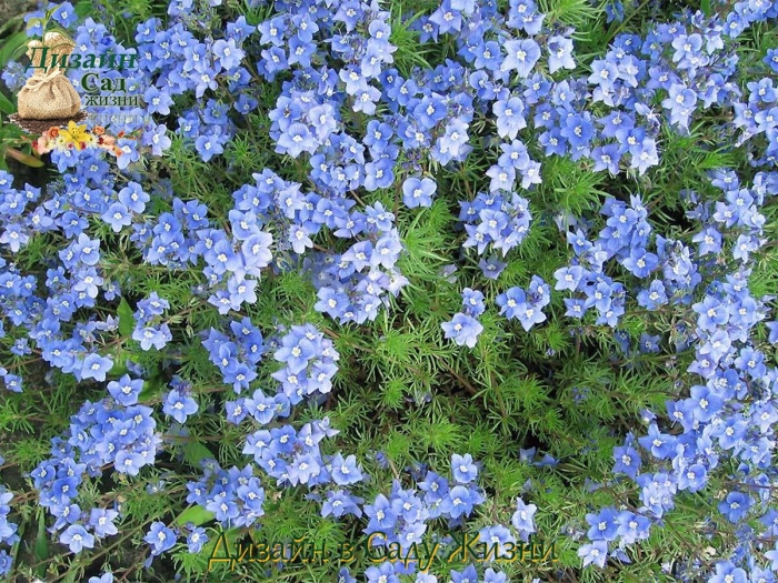 Почвопокровные многолетники вероника