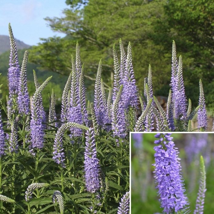 Вероника колосковая алстэ блу двоф