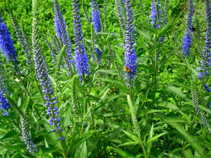 Трава вероника длиннолистная