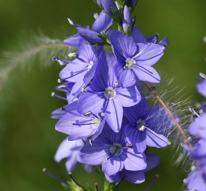 Растение вероника горечавковая