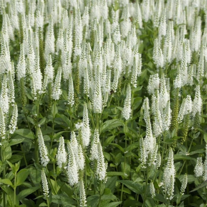 Вероника длиннолистная ферст леди