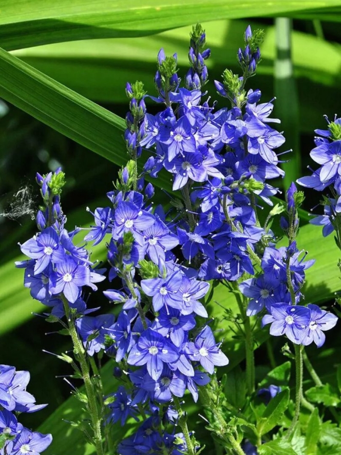 Вероника широколистная голубая