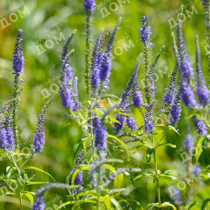 Растение вероника длиннолистная