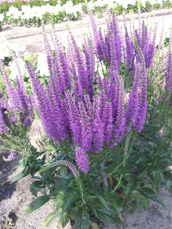 Вероника многолетник