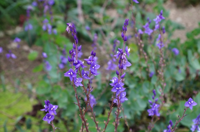 Вероника широколистная veronica teucrium