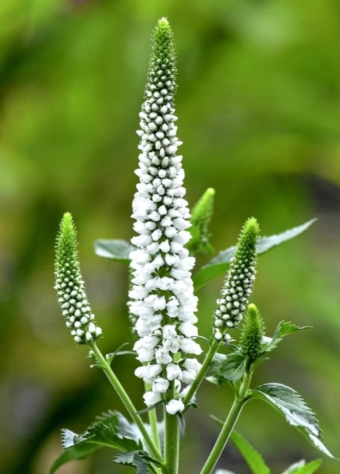 Вероника длиннолистная (veronica longifolia)