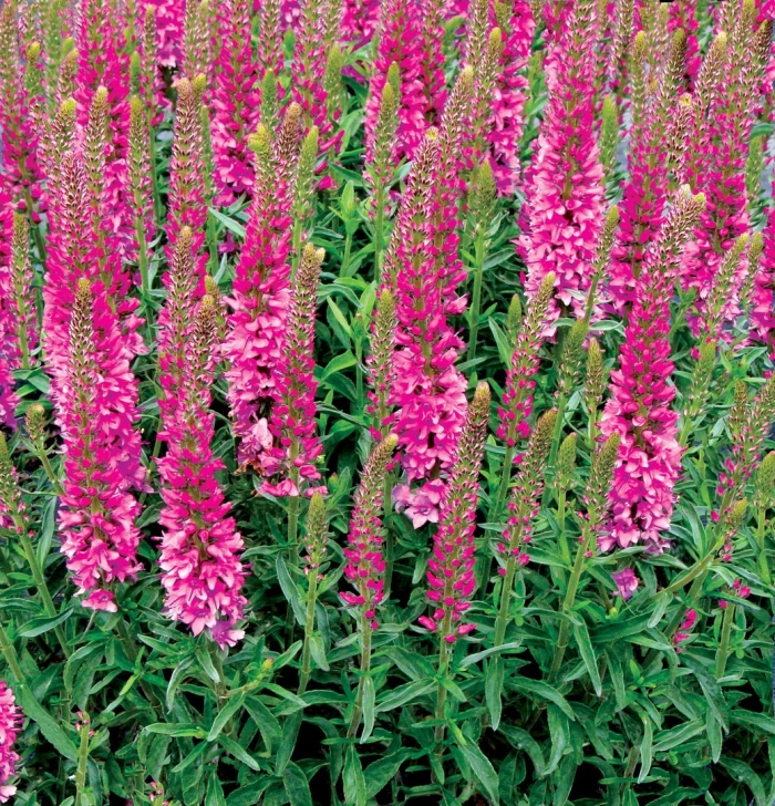 Вероника колосковая ротфучс (с2)