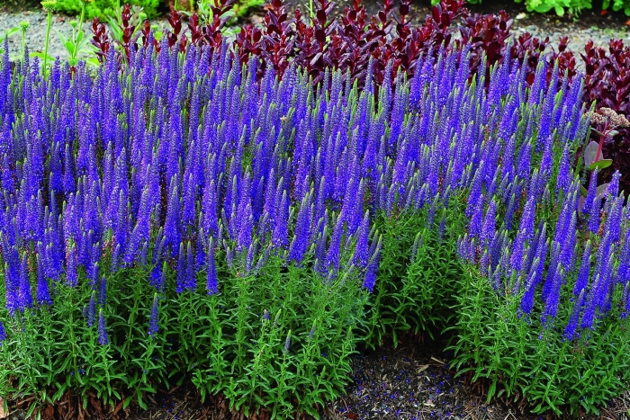 Вероника колосковая фиолетовая