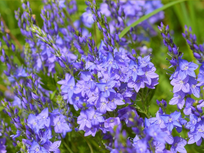 Вероника австрийская роял блю