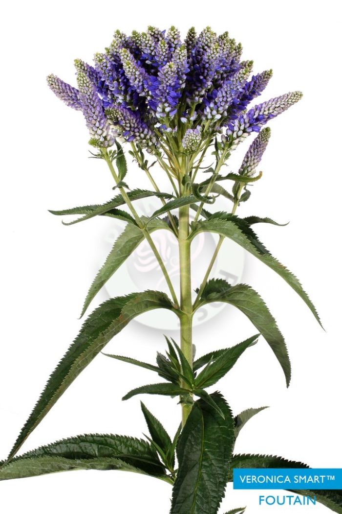 Вероника смарт фонтейн