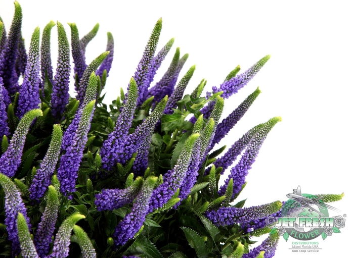 Вероника клеа диана