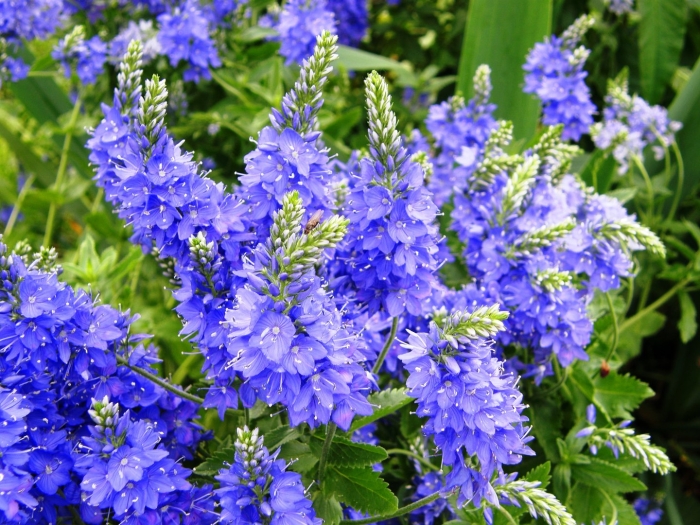 Вероника растение голубая полева