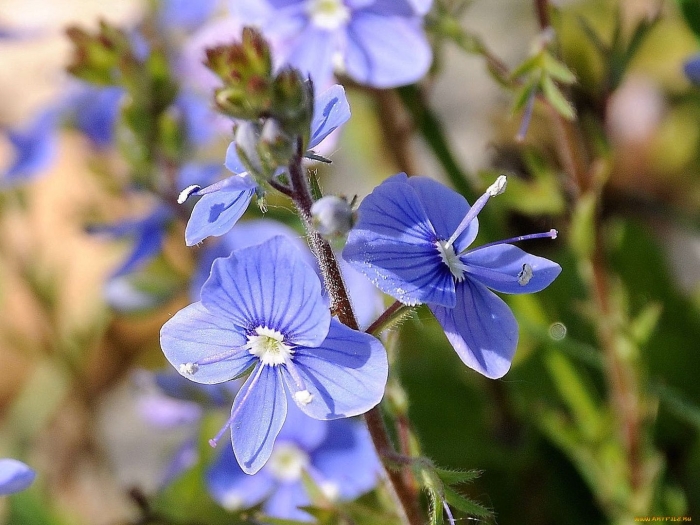 Вероника дубравная