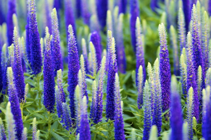 Вероника колосистая голубая