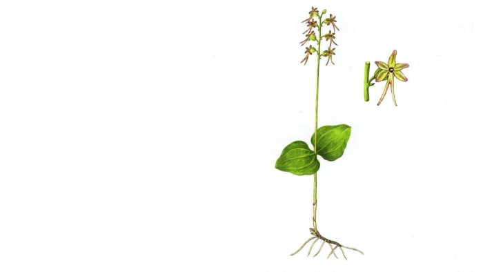 Тайник сердцевидный (listera cordata))