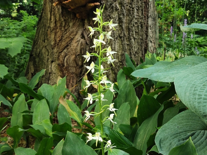 Лесная орхидея любка двулистная