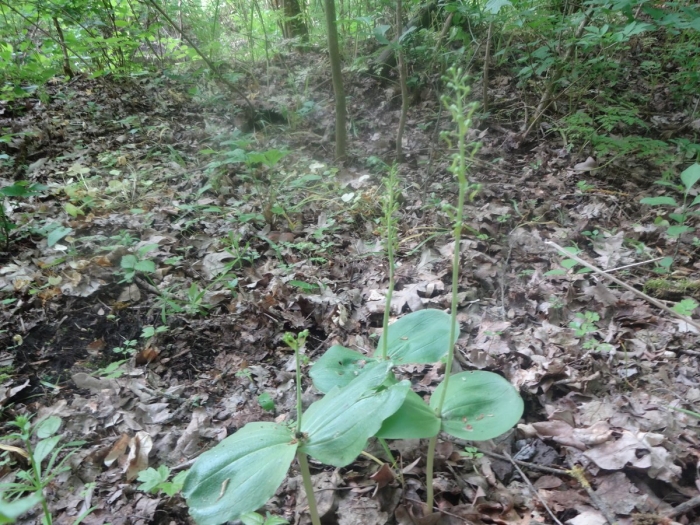 Тайник овальный - listera ovata (l.) r. br.