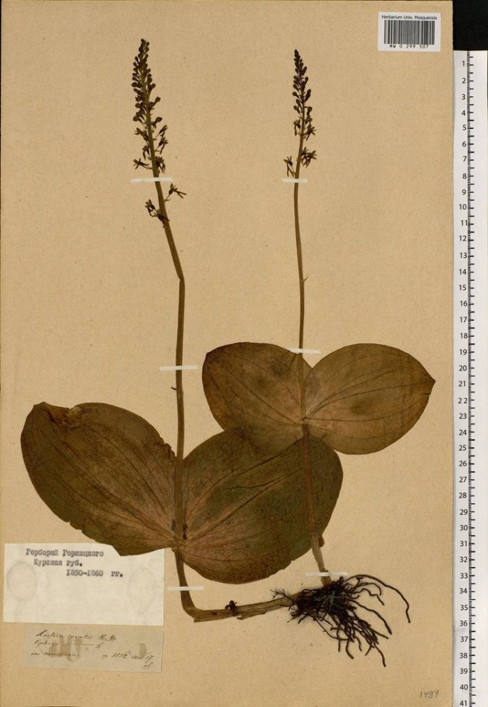 Тайник сердцевидный (listera cordata))