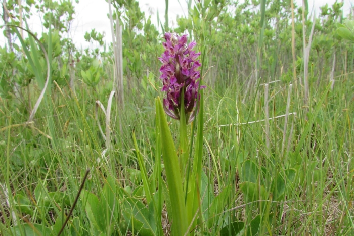 Пальчатокоренник бузинный