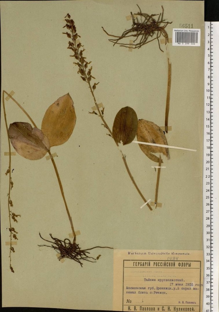 Listera ovata