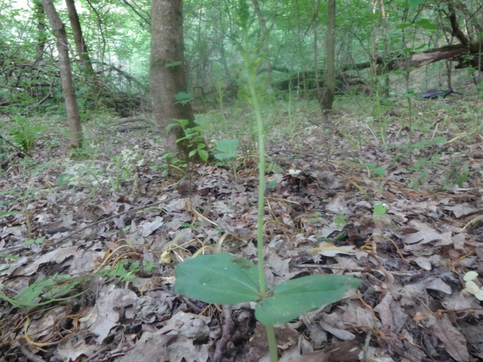 Лесные растения