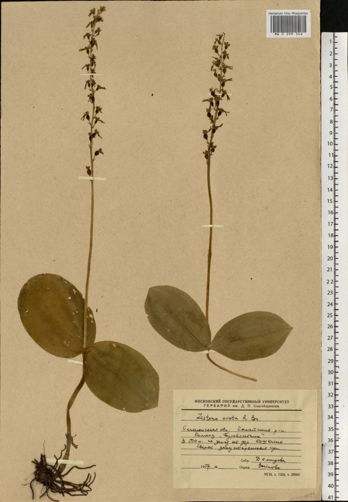 Listera ovata